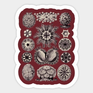 Ernst Haeckel Ascidiae Sea Squirts Aubergine Sticker